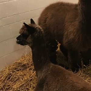 Meet your Posher, Abigail